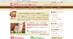 Desktop Screenshot of exotic-shorthair.koneko-breeder.com